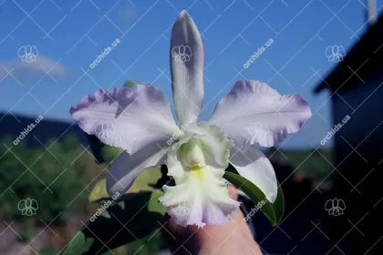 Brassocattleya Cynthia (Brassavola digbyana x Cattleya walkeriana)