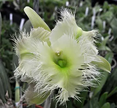 Brassavola digbyana var. fimbripetala