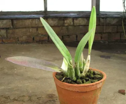 Brassavola fragrans х Brassavola digbyana
