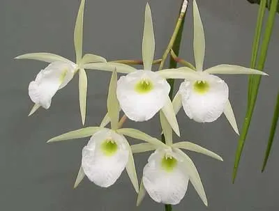 Brassavola perrinii