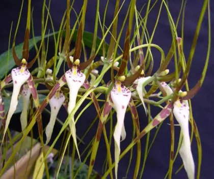 Brassia arcuigera
