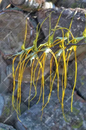 Brassia caudata