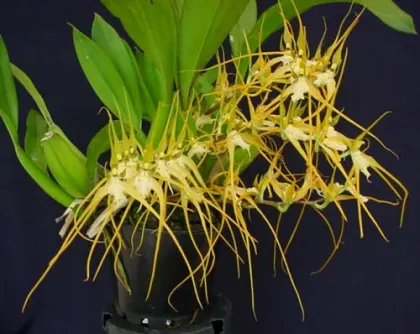 Brassia cochleata