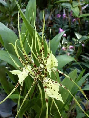 Brassia rex