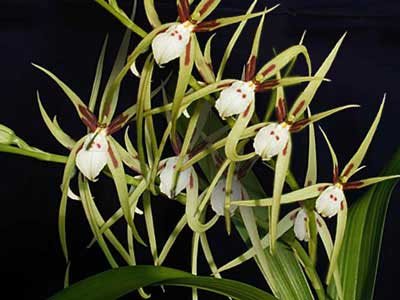 Brassia signata