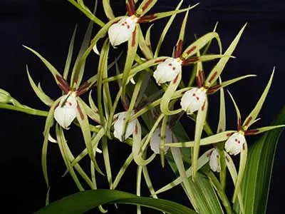 Brassia signata