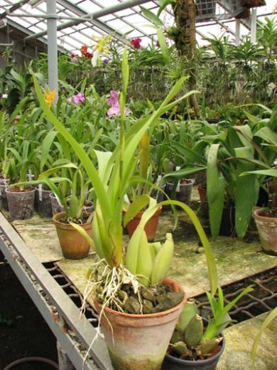 Brassidium Gold Delight