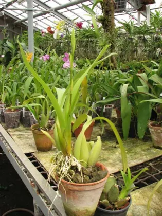 Brassidium Gold Delight