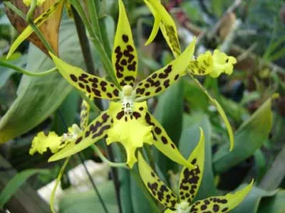 Brassidium Tzeng Wen Spot