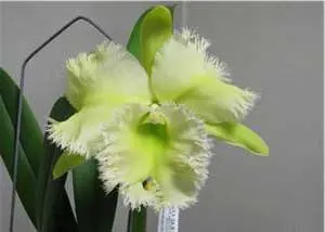 Brassocattleya Golf Green