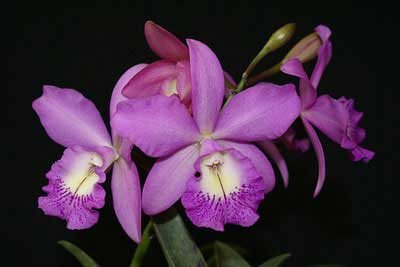 Brassocattleya Little Marmaid 'Janet'