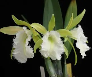 Brassoepidendrum Jim Wallace 'Leo'
