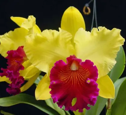 Brassolaeliocattleya Alma Kee 'Tipmalee'