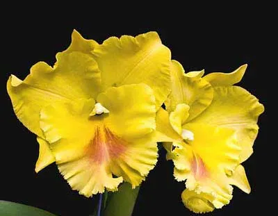 Brassolaeliocattleya Haadyai Delight 'Bangprom Gold'
