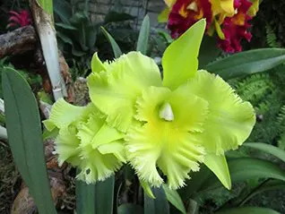 Brassolaeliocattleya Port of Paradise 'GGG'