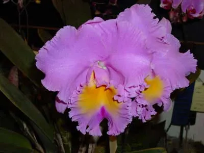 Brassolaeliocattleya Triumphal Coronation 'Seto'