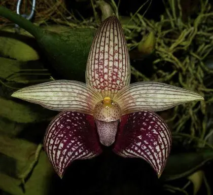 Bulbophyllum facetum