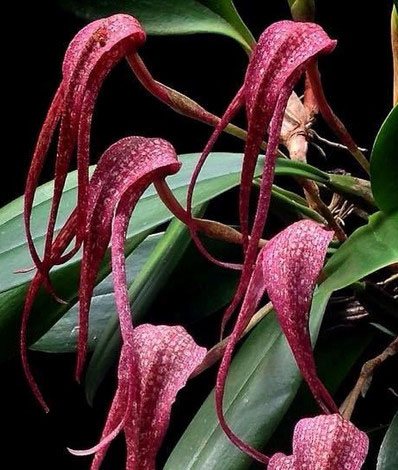 Bulbophyllum longisepalum