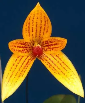 Bulbophyllum pardalotum