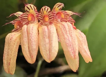 Bulbophyllum sikkimense