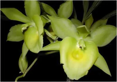 Catanoches Yellow Bird \'Jumbo Orchids\'