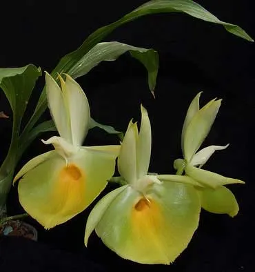 Catasetum pileatum 'Oro Verde'