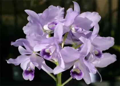 Cattleya bowringiana coerulea