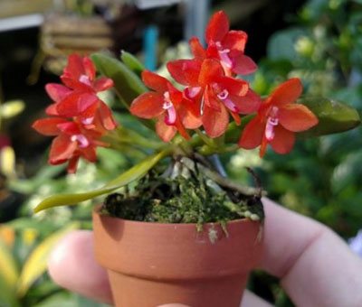Ceratocentron fesselii x Tuberolabium kotoense (pot)