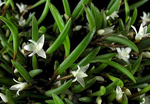 Ceratostylis philippinensis