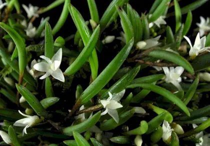 Ceratostylis philippinensis