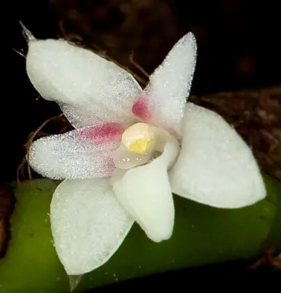 Ceratostylis senilis