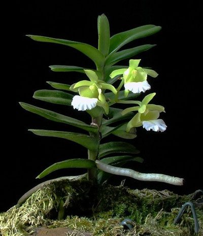 Christensonia vietnamica