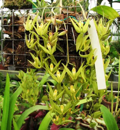 Cirrhaea loddigesii