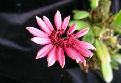 Cirrhopetalum cumingii