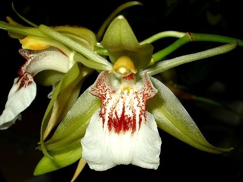 Coelogyne merrillii