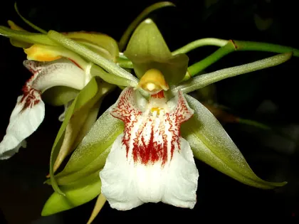 Coelogyne merrillii