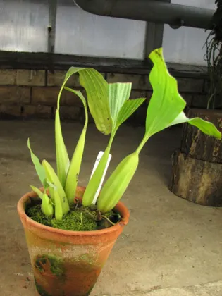 Coelogyne sp.