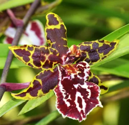 Colmanara Wild Cat