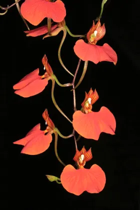 Comparettia coccinea