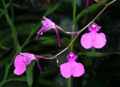 Comparettia falcata