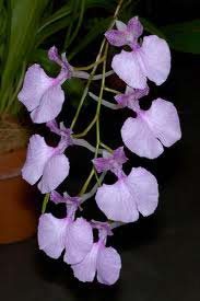 Comparettia macroplectron
