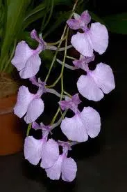 Comparettia macroplectron