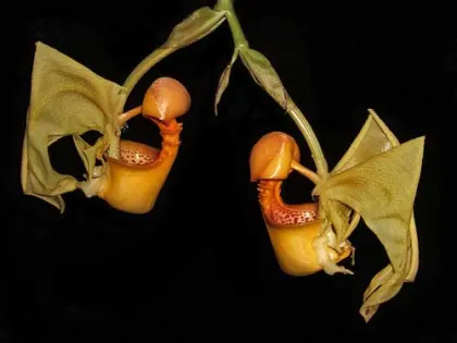Coryanthes macrantha