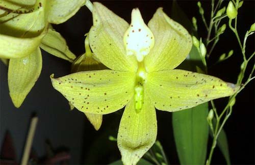 Cycnoches (hagii x barthiorum)