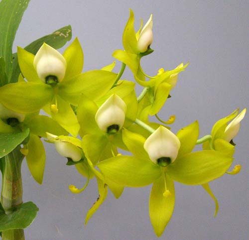 Cycnoches warcewiczii