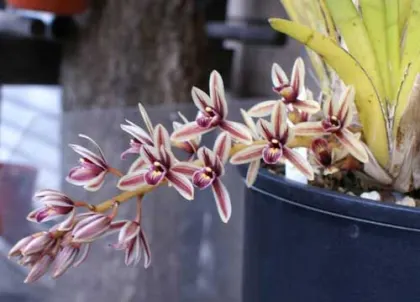 Cymbidium aloifolium