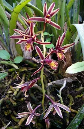 Cymbidium bicolor