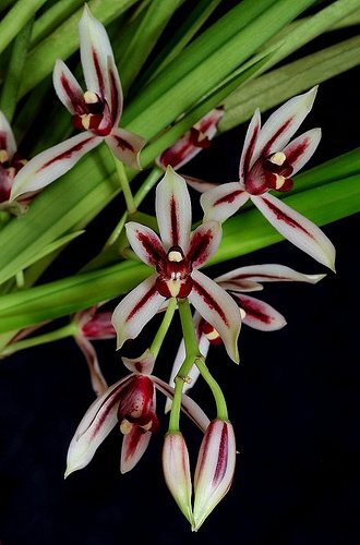 Cymbidium dayanum