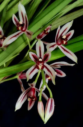 Cymbidium dayanum