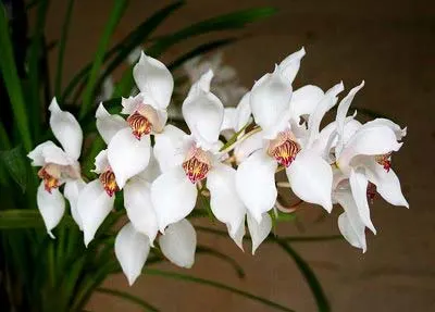 Cymbidium erythrostylum